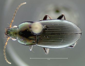 Media type: image;   Entomology 600330 Aspect: habitus dorsal view